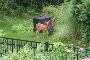 House For Sale: Fawns